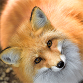 Lovely fox
